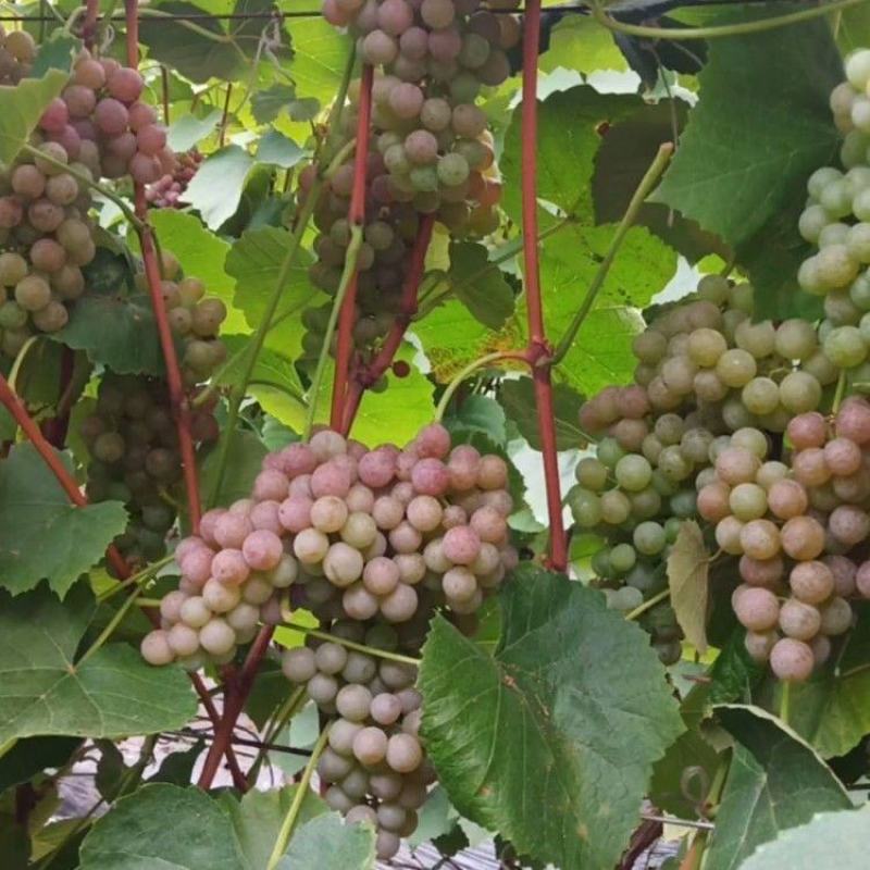 寒香蜜葡萄苗，早熟，天然无核，又香又甜，抗寒高产稳产