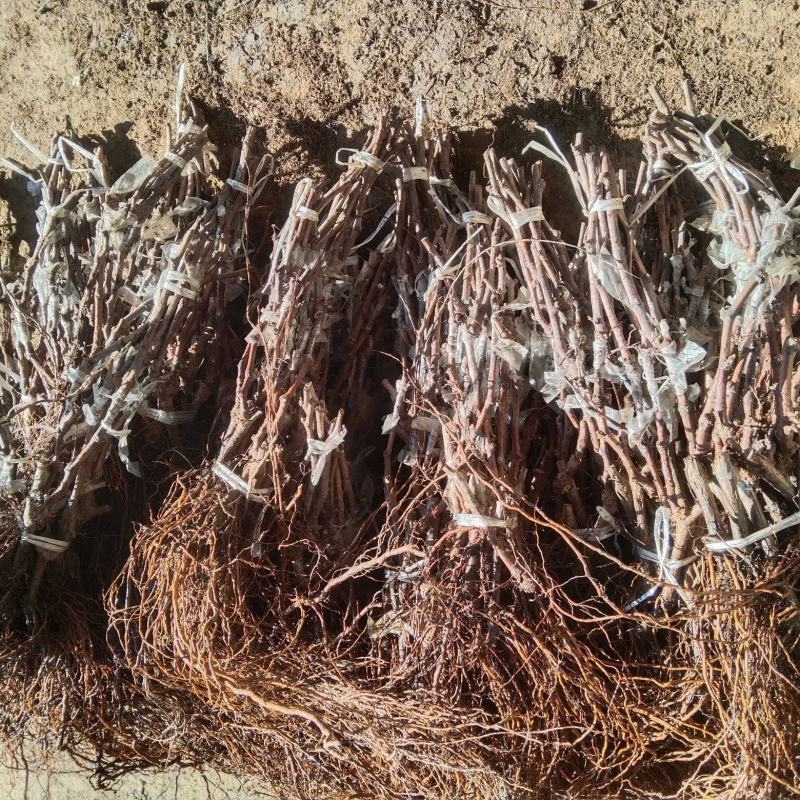 寒香蜜葡萄苗，早熟，天然无核，又香又甜，抗寒高产稳产