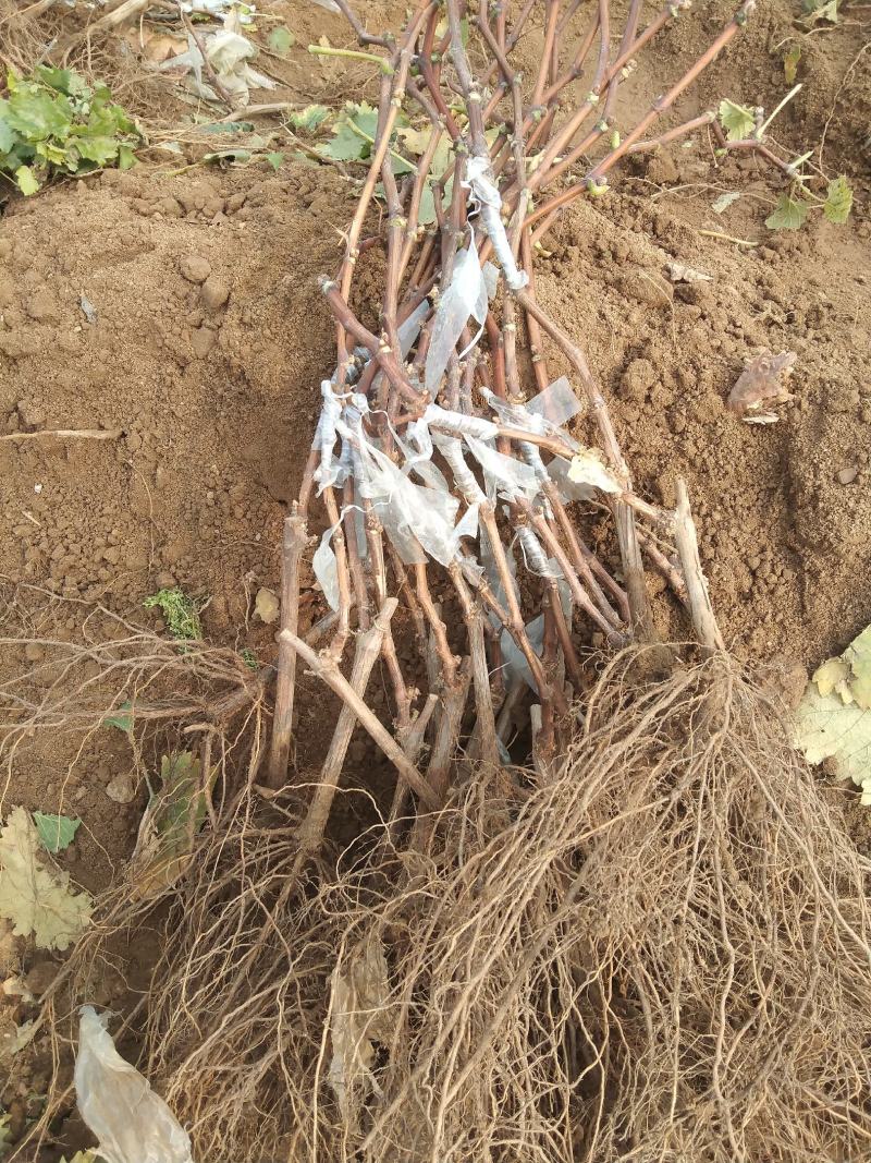 寒香蜜葡萄苗，早熟，天然无核，又香又甜，抗寒高产稳产