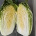 湖北【精品白菜】【黄心白菜】产地一手货源，欢迎采购！