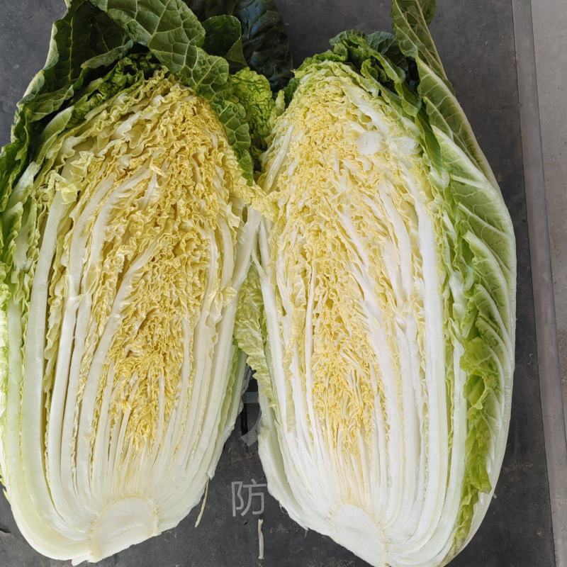 湖北【精品白菜】【黄心白菜】产地一手货源，欢迎采购！