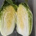 湖北【精品白菜】【黄心白菜】产地一手货源，欢迎采购！