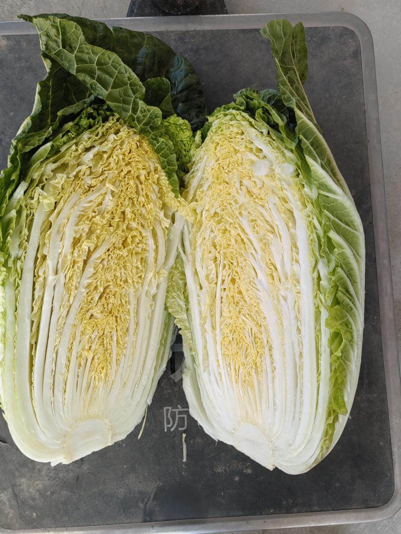 湖北【精品白菜】【黄心白菜】产地一手货源，欢迎采购！