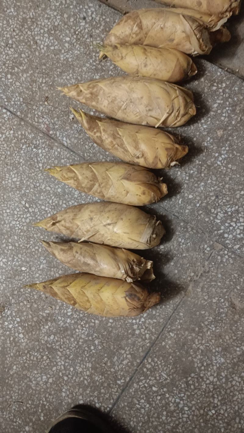 冬笋肉供应中，欢迎大老板常来订做，长期合作。