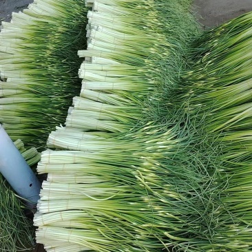 蒜苔大量供应需要的老板请联系，