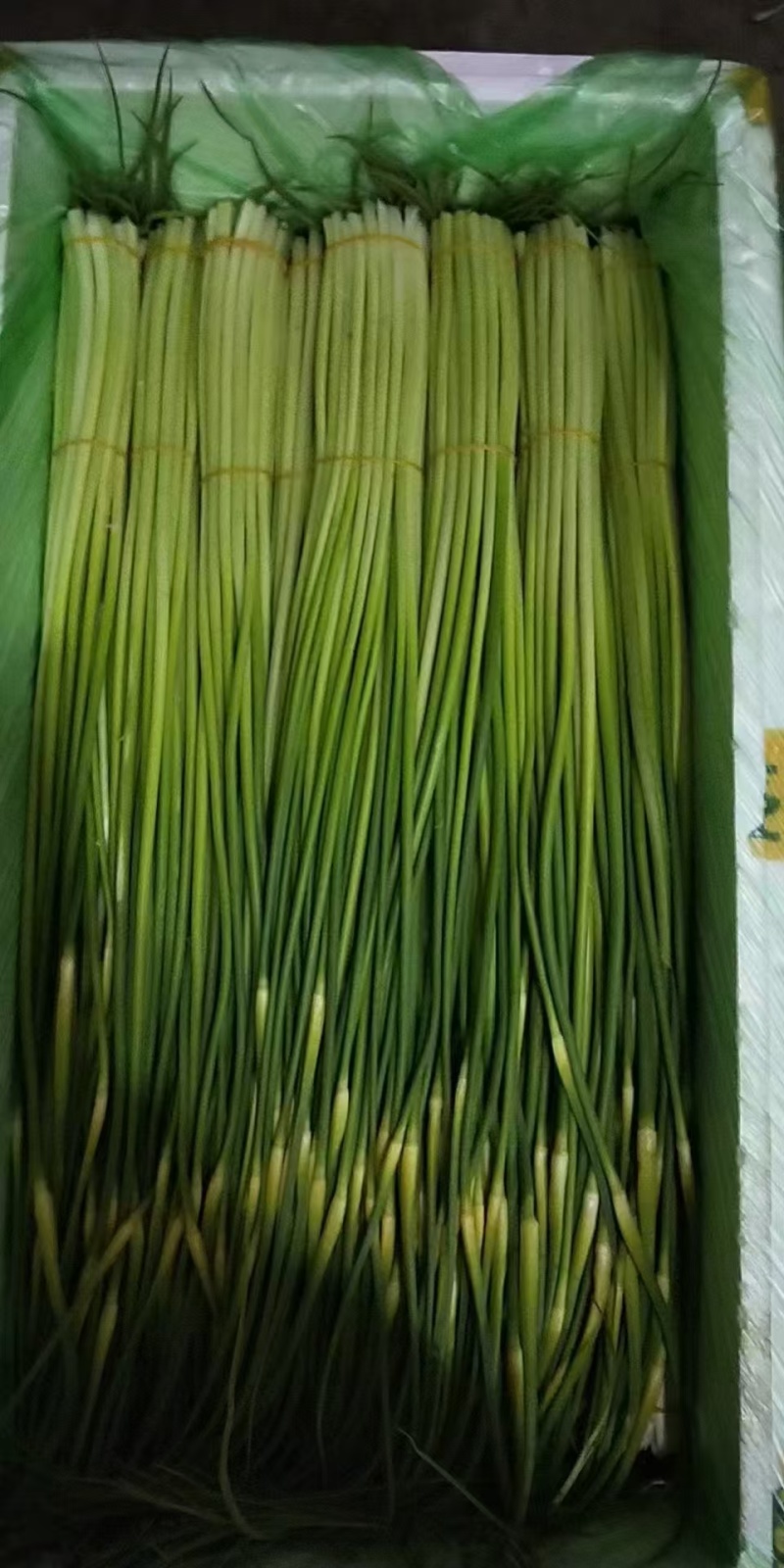 蒜苔大量供应需要的老板请联系，
