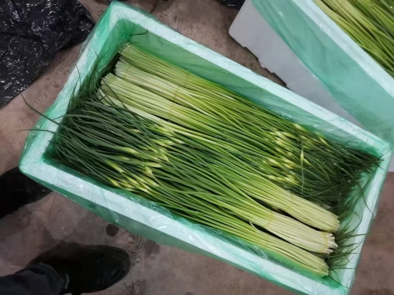 蒜苔大量供应需要的老板请联系，