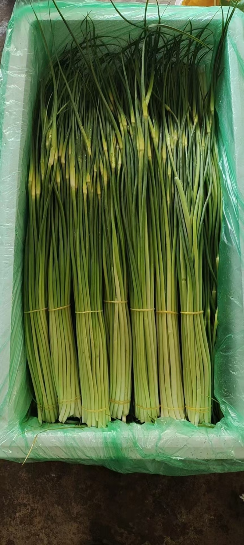 蒜苔大量供应需要的老板请联系，