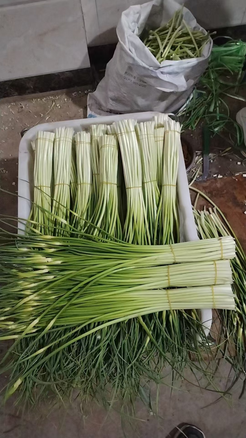 蒜苔大量供应需要的老板请联系，