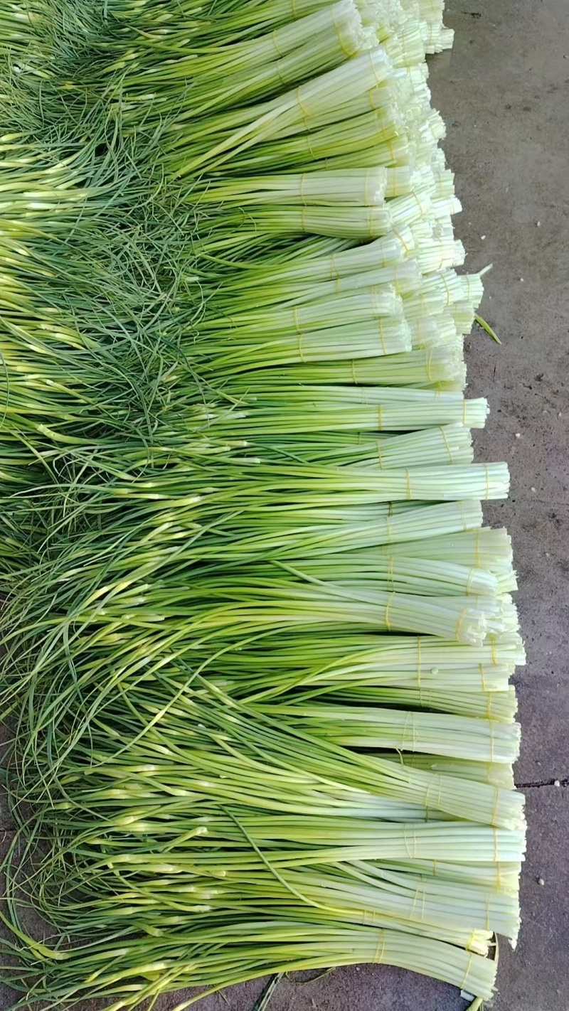 蒜苔大量供应需要的老板请联系，