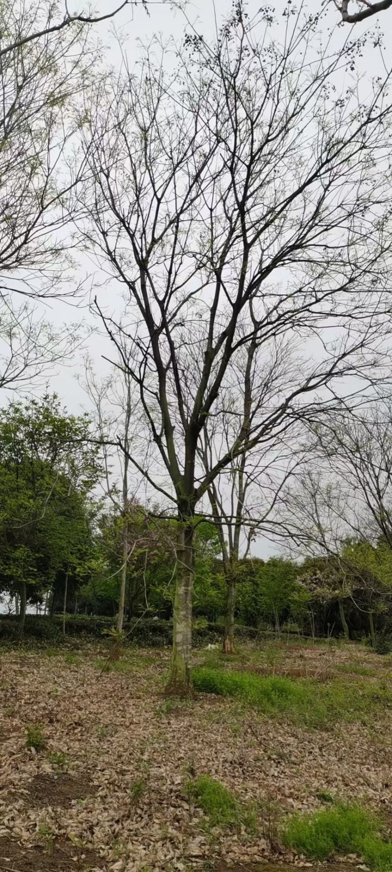 15公分无患子，批量装车供应