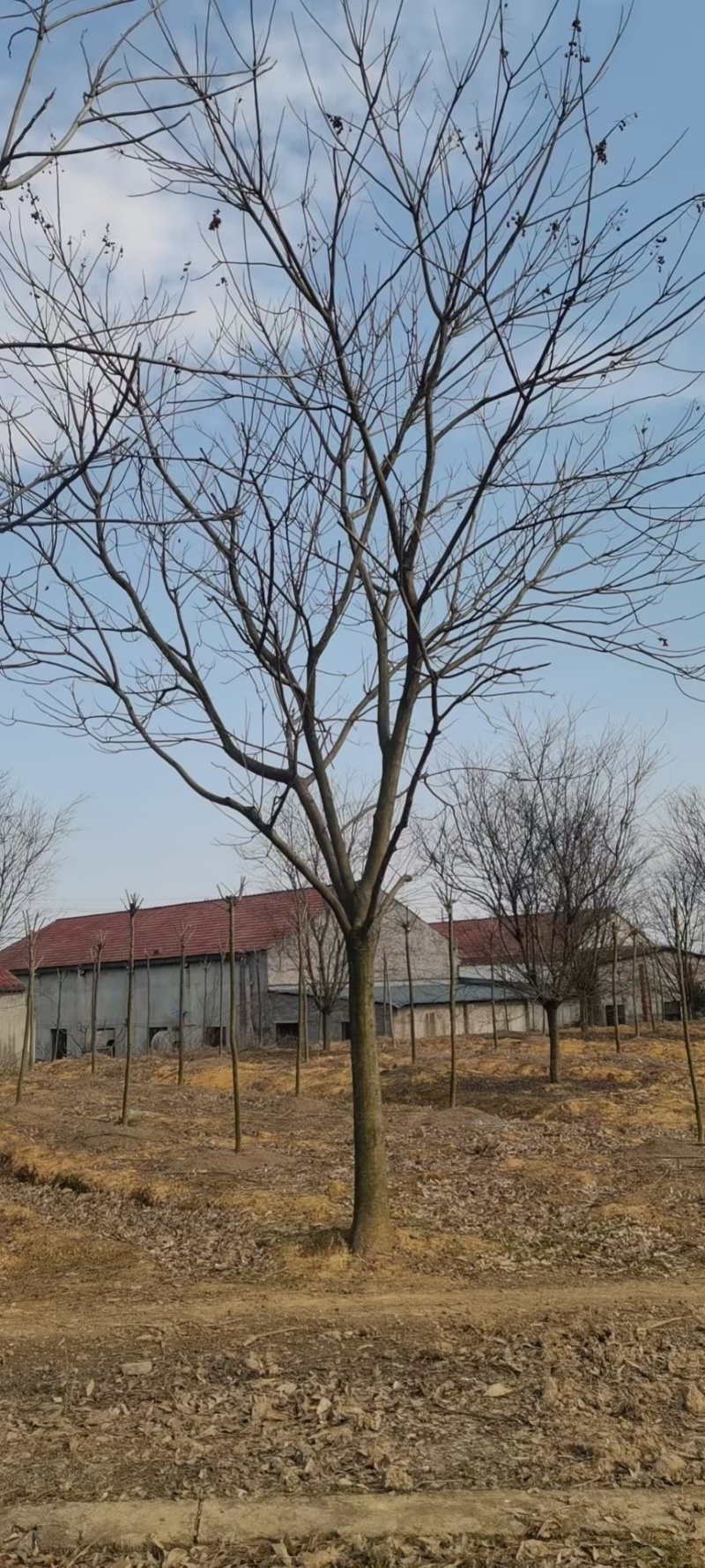 15公分无患子，批量装车供应