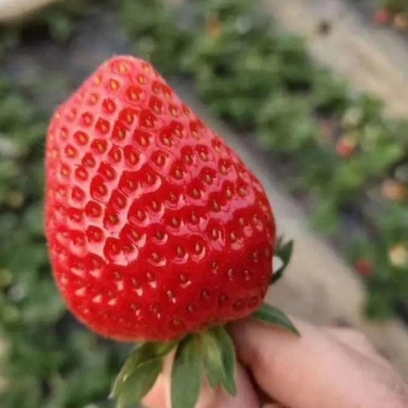 精品天仙醉草莓，大量供应，口感好，颜色好看，一件代发。