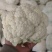 【有机花】陕西花菜规格齐全按照需求分拣打包全国接单