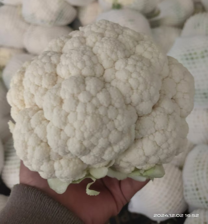 【有机花】陕西花菜规格齐全按照需求分拣打包全国接单