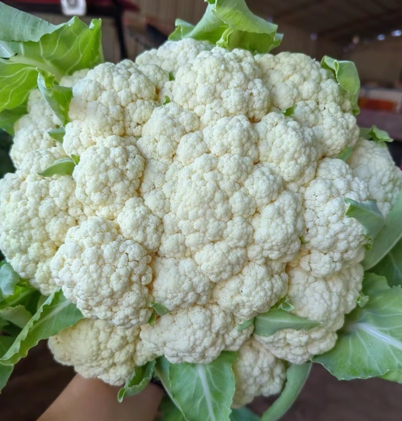 【有机花】陕西花菜规格齐全按照需求分拣打包全国接单
