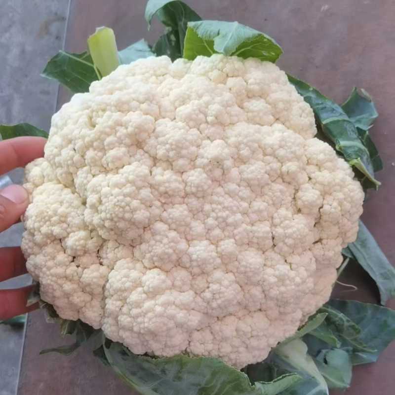 【有机花】陕西花菜规格齐全按照需求分拣打包全国接单