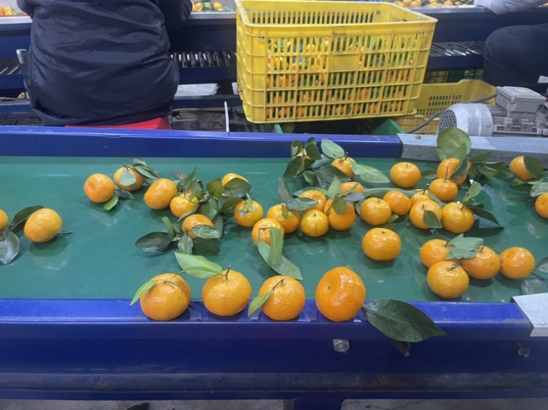 广东加蜜八月桔，八月沙糖桔代办，洗果打蜡一条龙