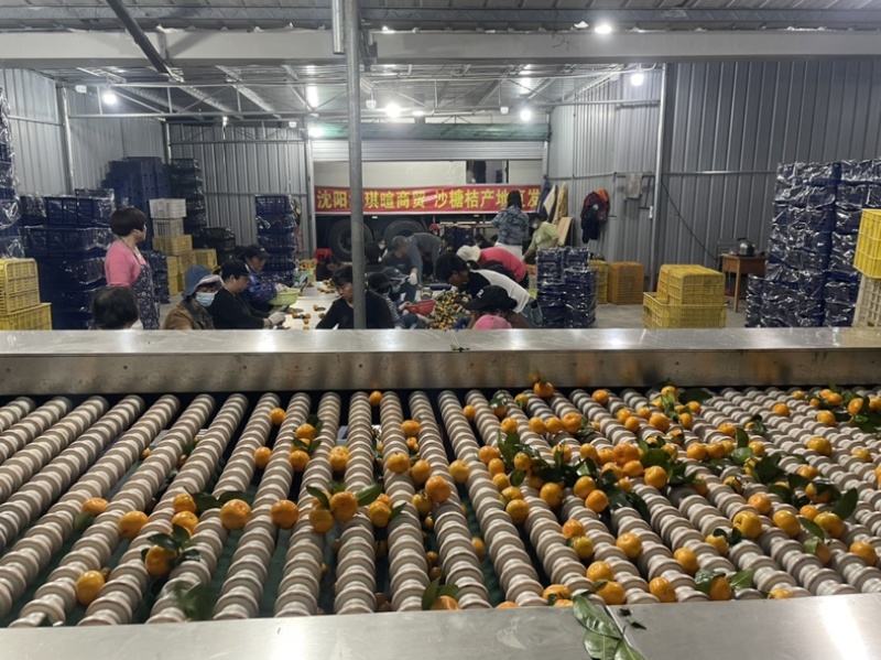 广东加蜜八月桔，八月沙糖桔代办，洗果打蜡一条龙