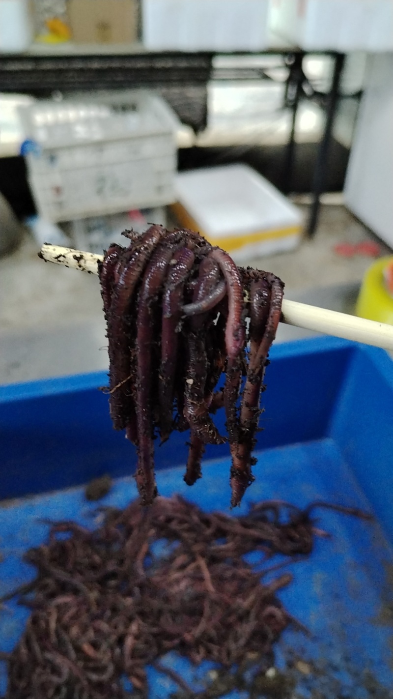 鲜活鱼饵蚯蚓活饵紫蚯蚓大号蚯蚓养殖基地直发打窝神器