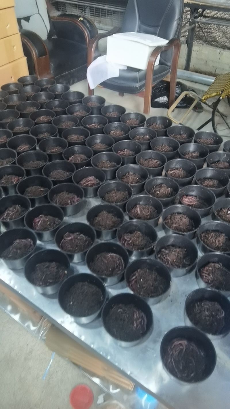 鲜活鱼饵蚯蚓活饵紫蚯蚓大号蚯蚓养殖基地直发打窝神器