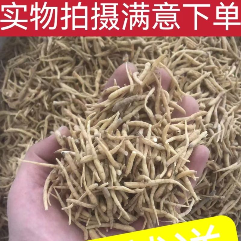 太子参正宗中药材