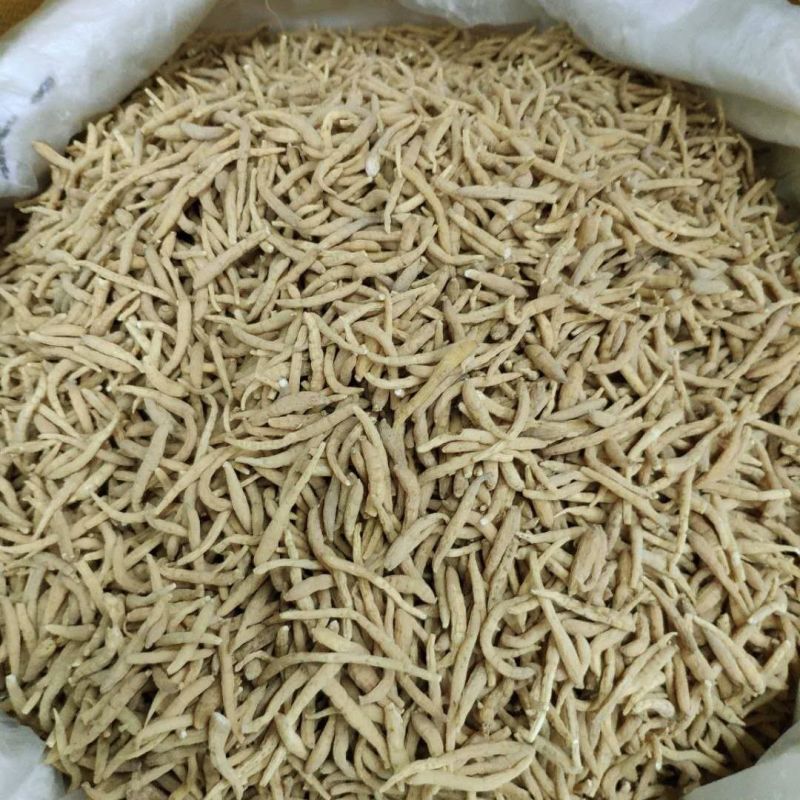 太子参正宗中药材
