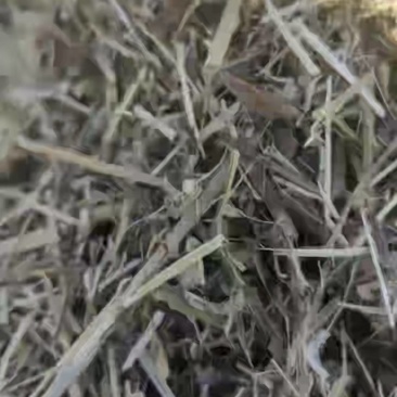 优质花生秧