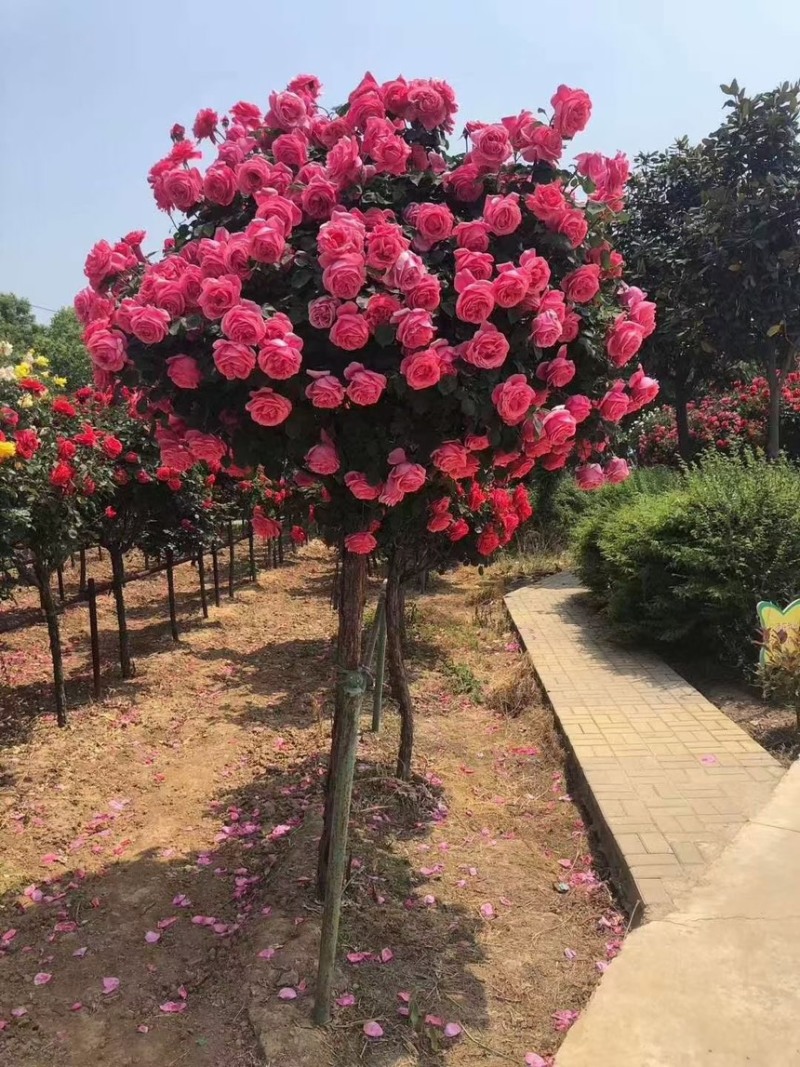 树桩月季大花浓香型四季开花阳台绯扇月季花树树桩国月