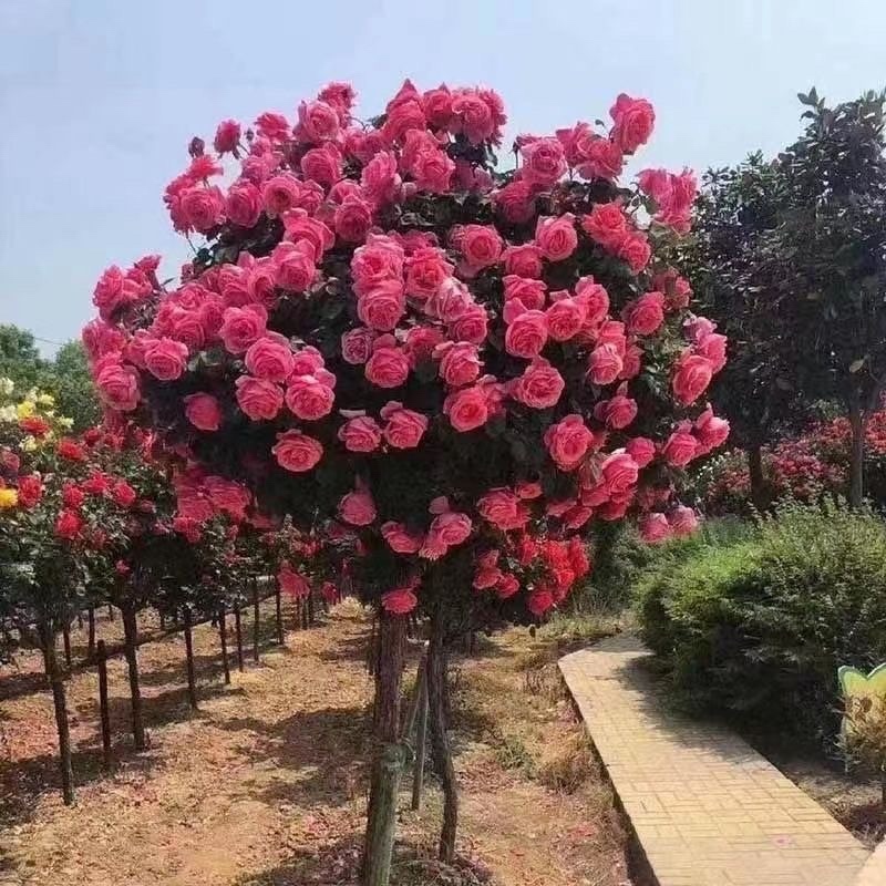 树桩月季大花浓香型四季开花阳台绯扇月季花树树桩国月