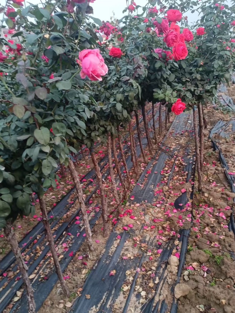 树桩月季大花浓香型四季开花阳台绯扇月季花树树桩国月