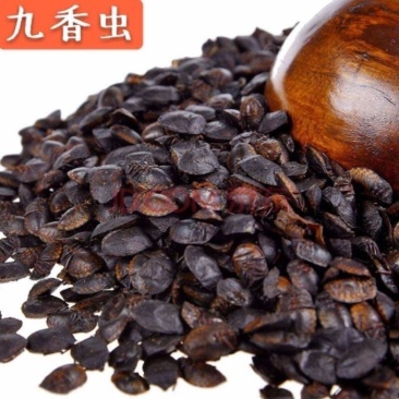 九香虫各种虫类