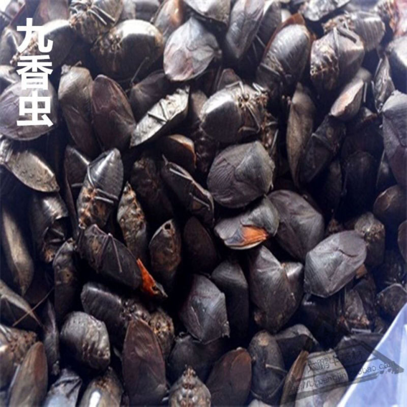 九香虫各种虫类