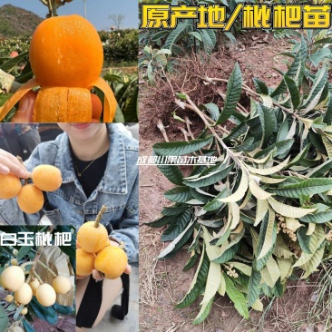 【四川原产地】大五星枇杷苗/白沙/白玉/早钟春花苗现挖苗