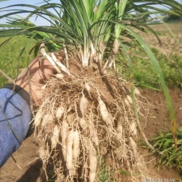 大叶麦冬中药材麦冬苗农村种植基地直销