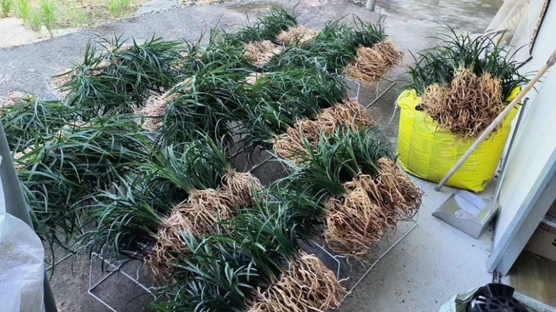 春兰老八种之首，经典铭品，可带盆栽好，梅瓣代表浓香品种
