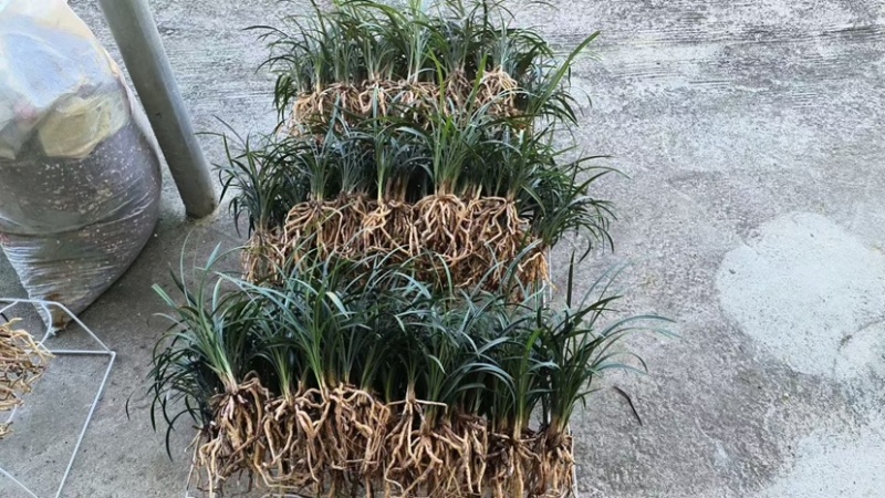 春兰老八种之首，经典铭品，可带盆栽好，梅瓣代表浓香品种