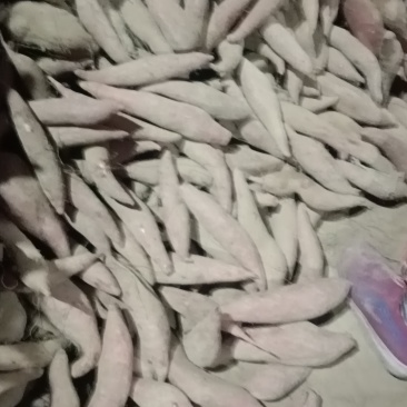 白蛤密地瓜白心甜蜜好吃不贵德州夏津批发价