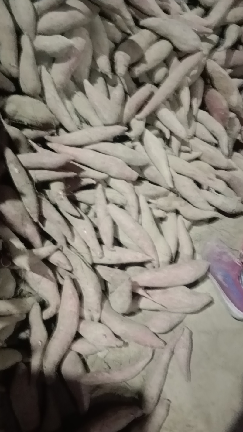 白蛤密地瓜白心甜蜜好吃不贵德州夏津批发价