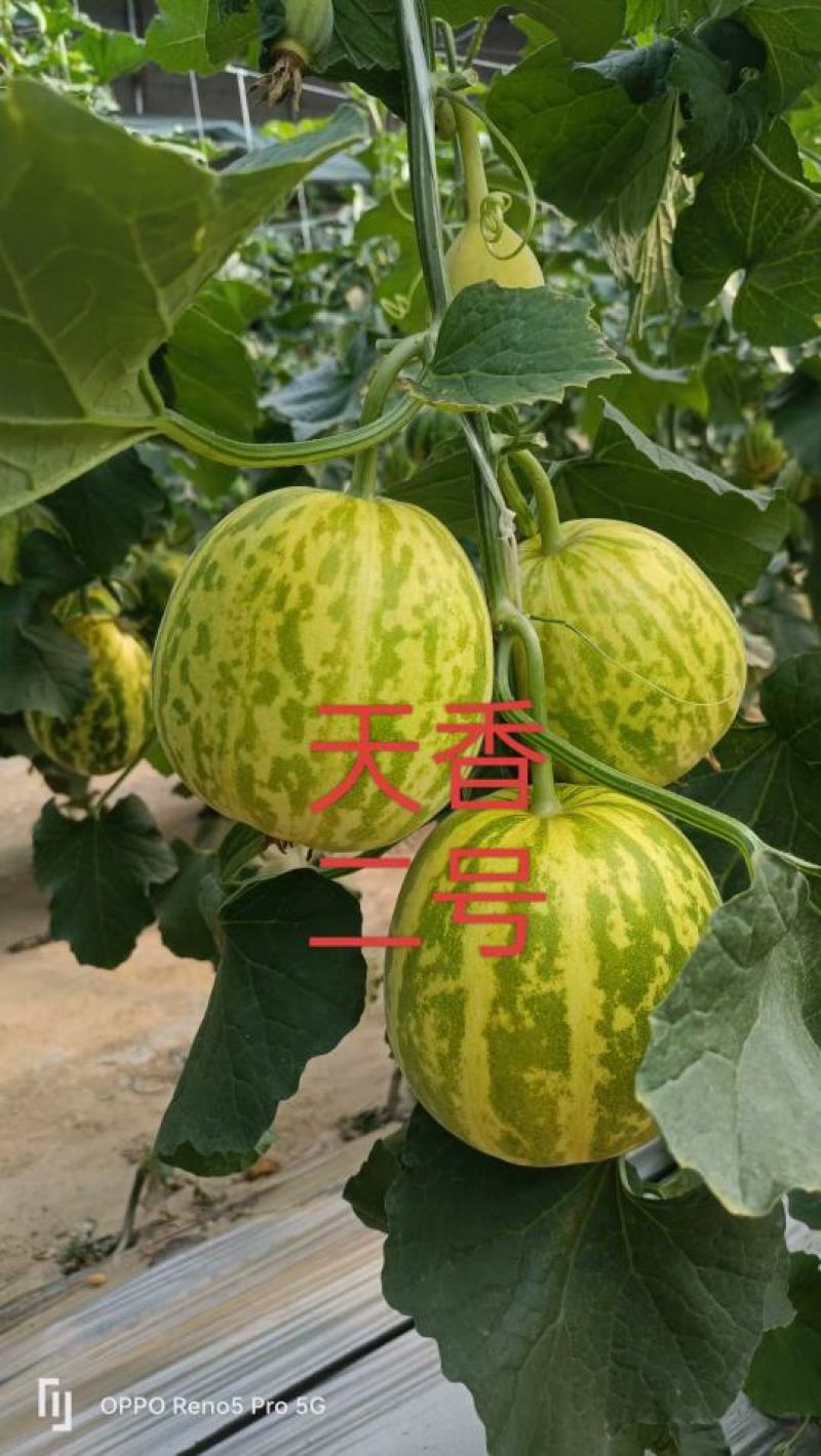 【花蕾甜瓜】河北花蕾华兴圆润无擦伤疤痕卖相好全国接单纸箱