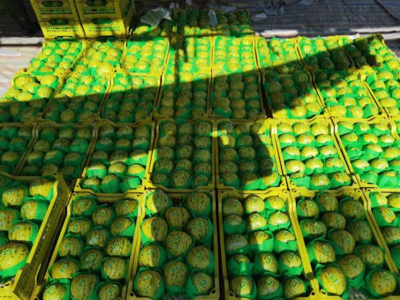 【花蕾甜瓜】河北花蕾华兴圆润无擦伤疤痕卖相好全国接单纸箱
