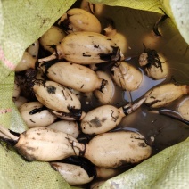 陕西精品白莲藕，货量充足，量大从优，品质佳，欢迎咨询