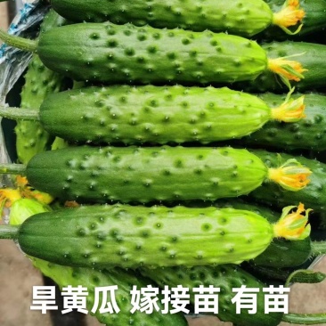 美甜208旱黄瓜苗未来103嫁接苗大刺溜产量高口感好