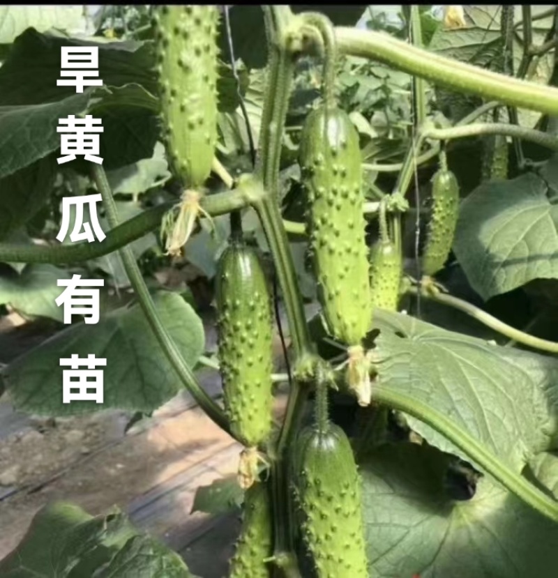 美甜208旱黄瓜苗未来103嫁接苗大刺溜产量高口感好