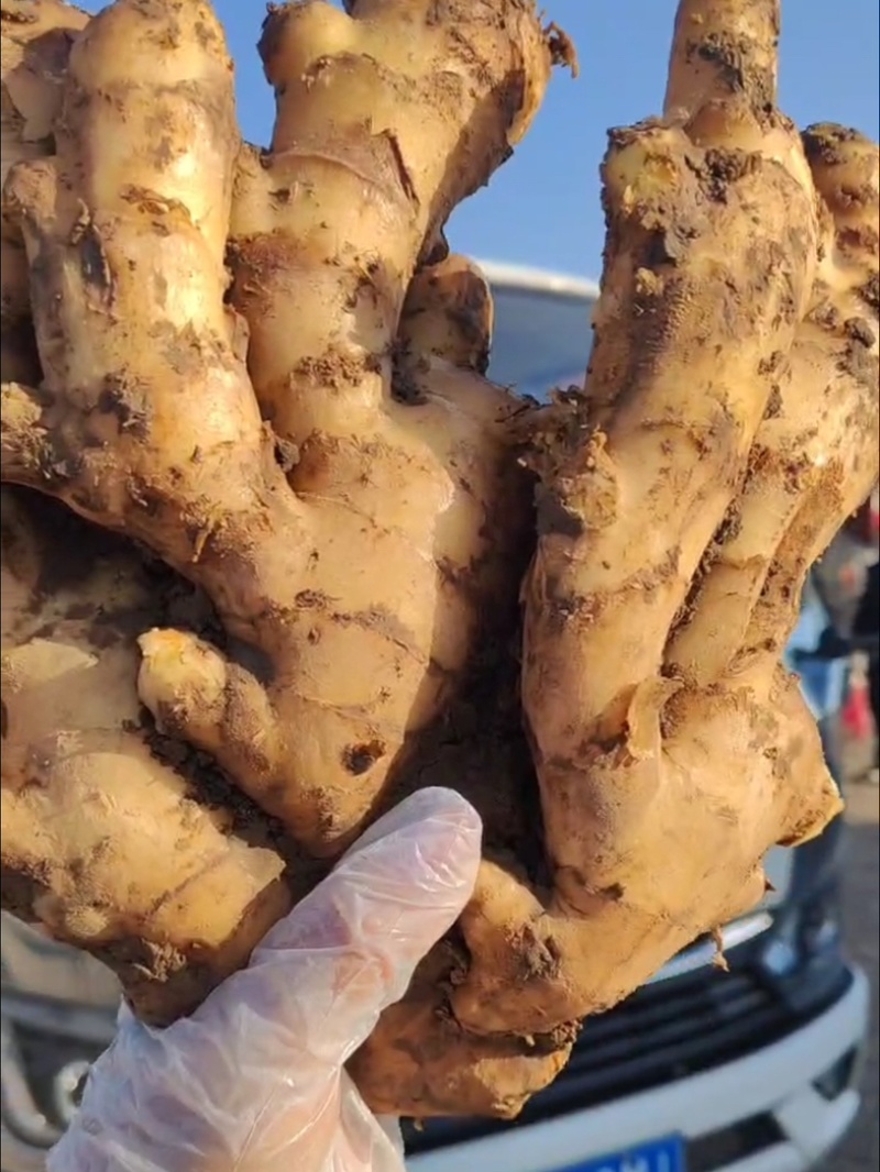 山东大姜窖藏生姜大量现货版型好颜色黄可大量发货