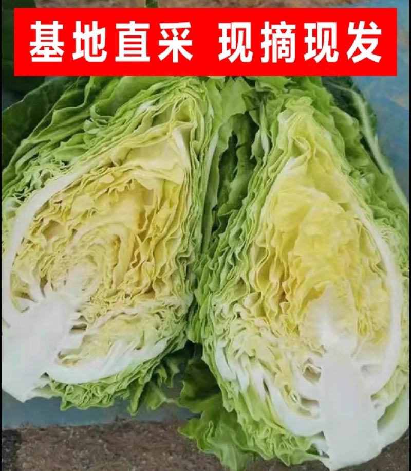 牛心甘蓝牛心头牛心包菜湖北牛心包菜产地发货