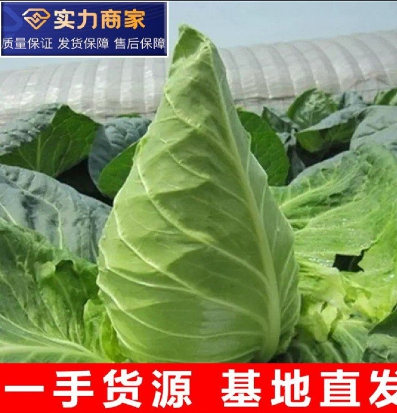 牛心甘蓝牛心头牛心包菜湖北牛心包菜产地发货