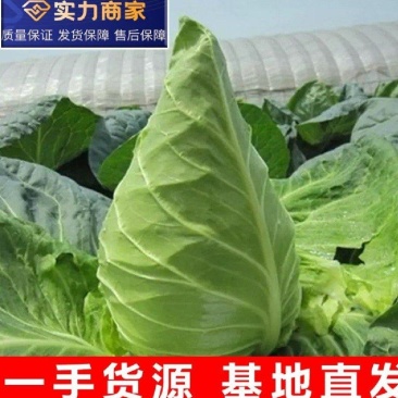 牛心甘蓝牛心头牛心包菜湖北牛心包菜产地发货