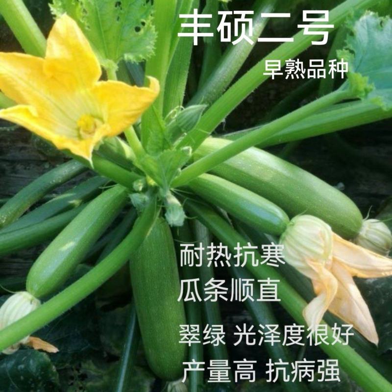 丰硕西葫芦苗翠绿油亮瓜条顺直膨瓜快，早熟抗病强产量高