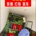 牛心甘蓝牛心头牛心包菜湖北牛心包菜产地发货